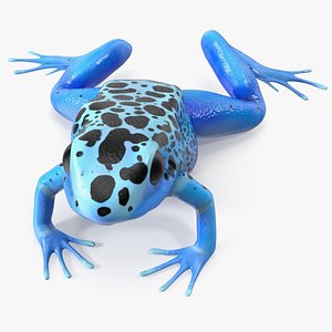 Poison Dart Frog Blue Crawling Pose
