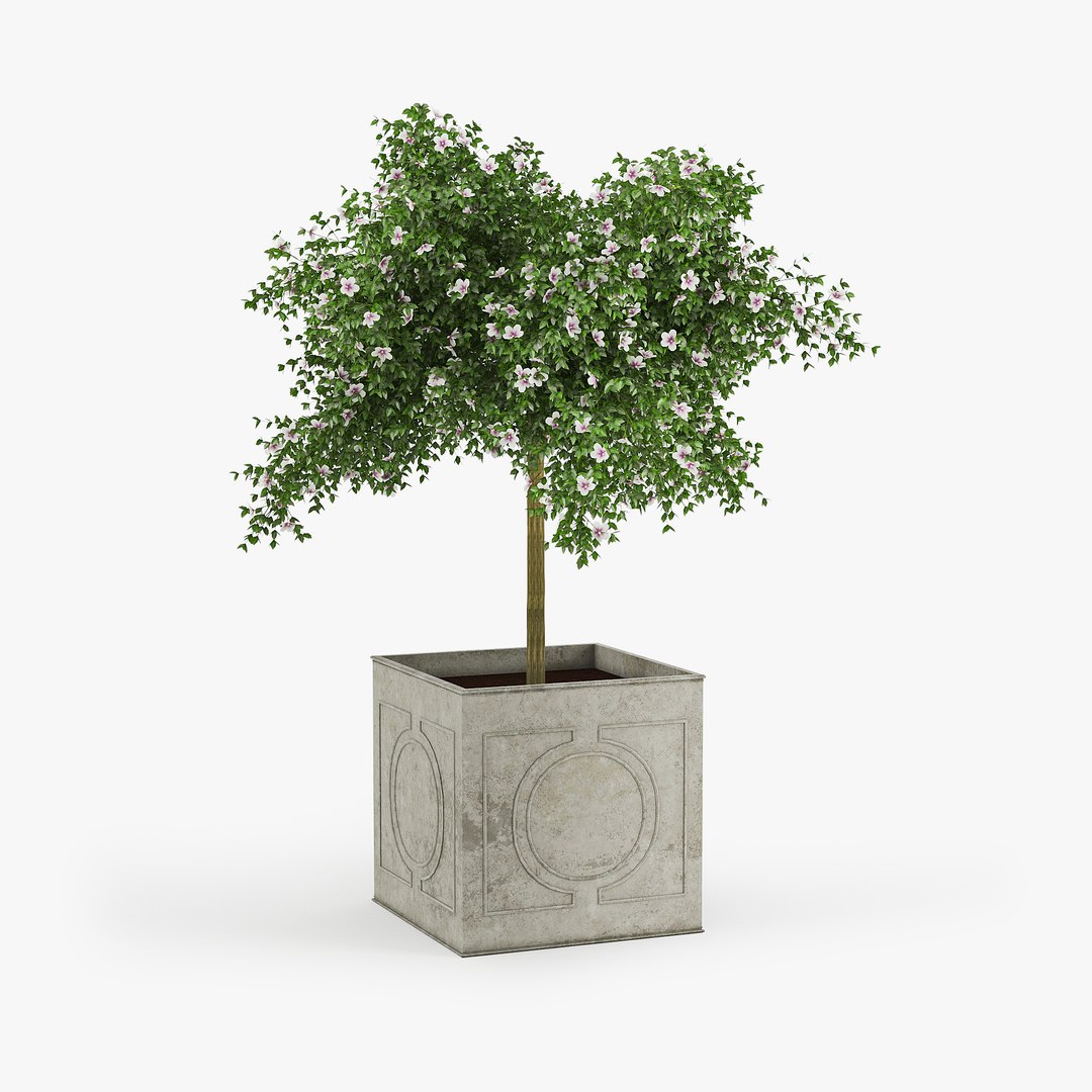 Hibiscus 3D Model - TurboSquid 1321163