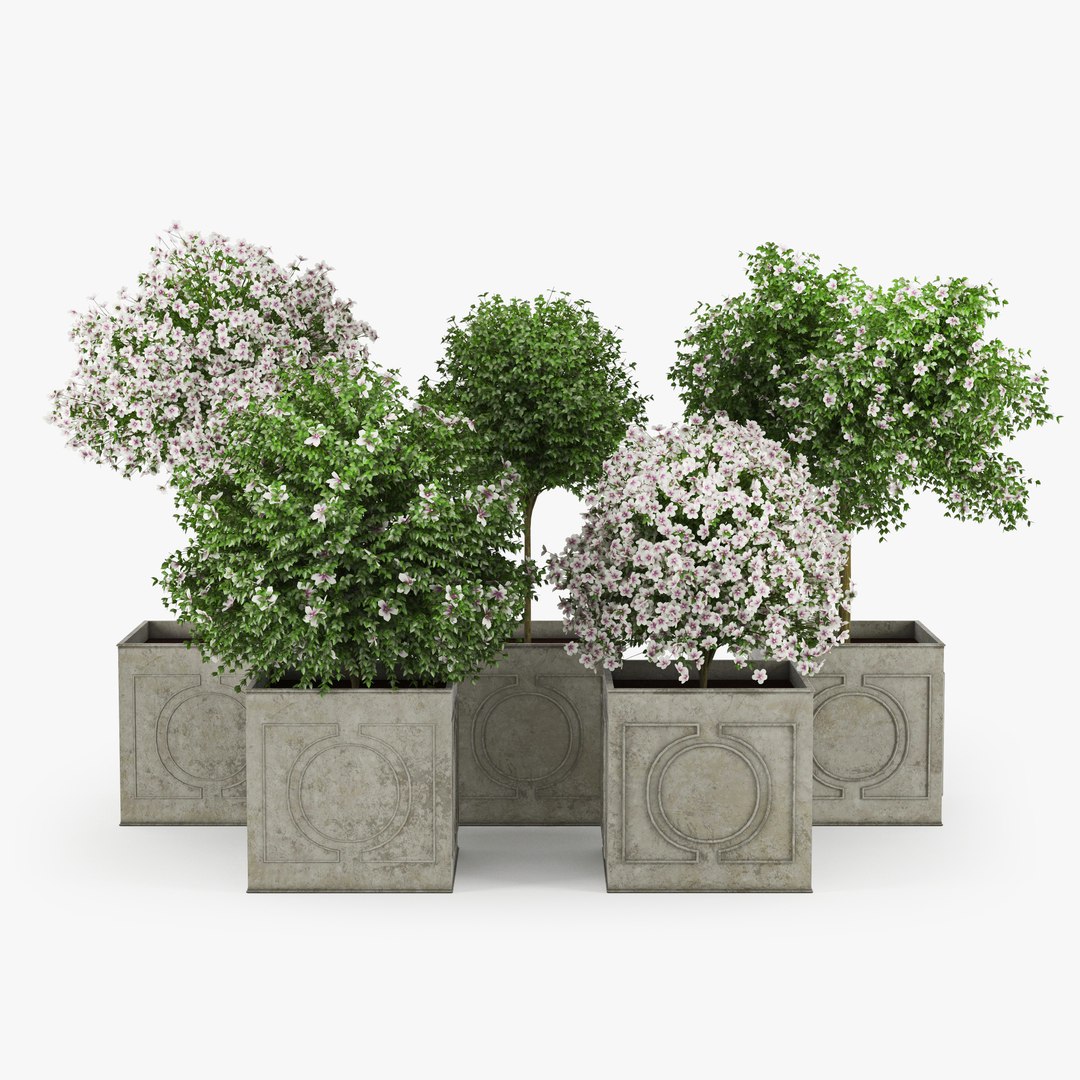 Hibiscus 3D Model - TurboSquid 1321163