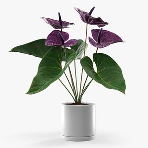 3D Anthurium Houseplant in Pot Purple