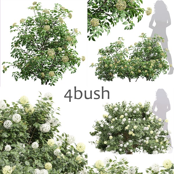 2 シーンの 4 つの異なる 3D モデル Viburnum Opulus Roseum Sambucus Nigra Small3Dモデル -  TurboSquid 1918988