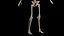 Human Male Body and Skeleton