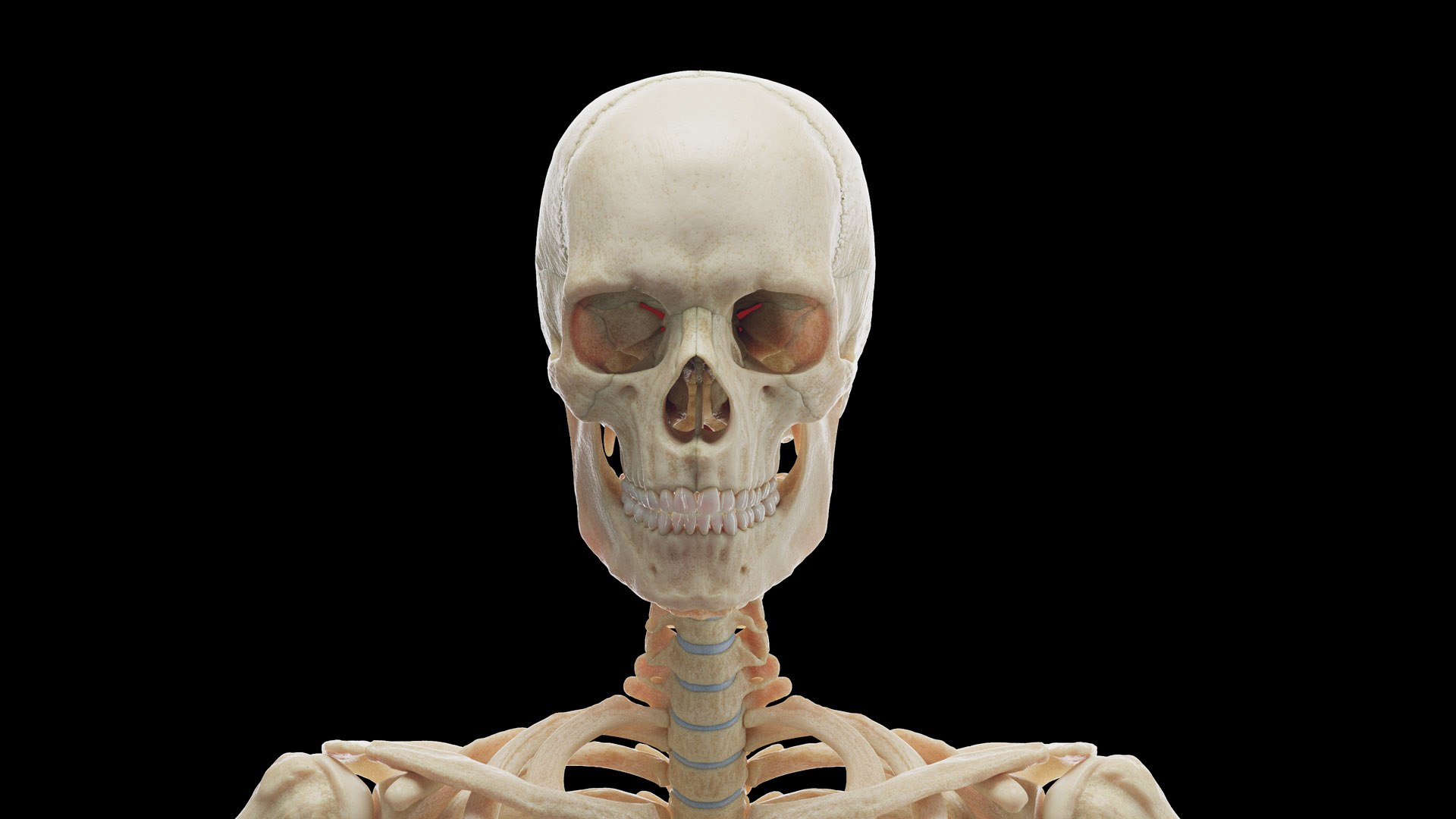 Human Male Body and Skeleton 3D model https://p.turbosquid.com/ts-thumb/zT/NBCWvD/6C/male_skeleton0001/jpg/1673080042/1920x1080/fit_q87/2a3a340eefeb51d73cde0c4bb2d451adae0592dc/male_skeleton0001.jpg
