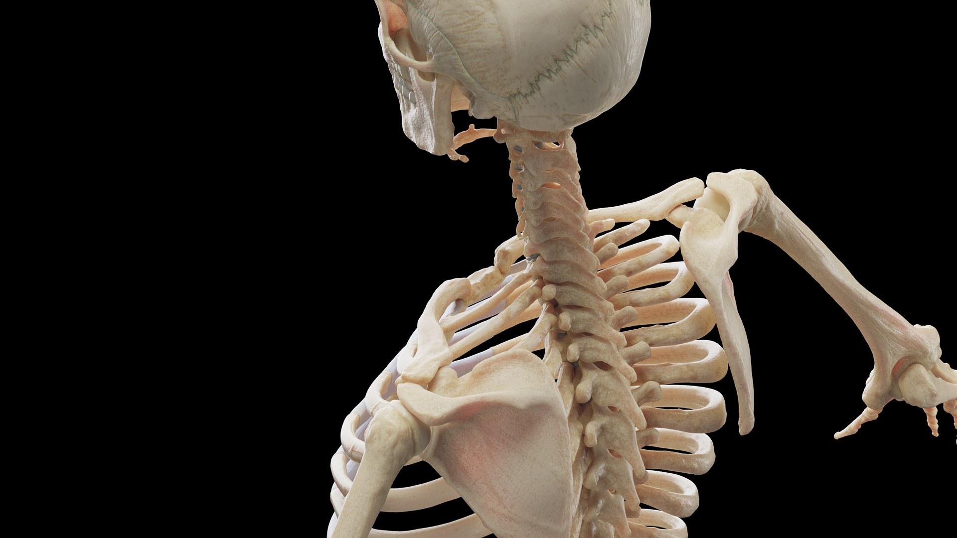 Human Male Body and Skeleton 3D model https://p.turbosquid.com/ts-thumb/zT/NBCWvD/8Q/male_skeleton0002/jpg/1673080043/1920x1080/fit_q87/3a11fd40f7562e1a12decb533e3c2780e8d3461f/male_skeleton0002.jpg