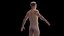 Human Male Body and Skeleton