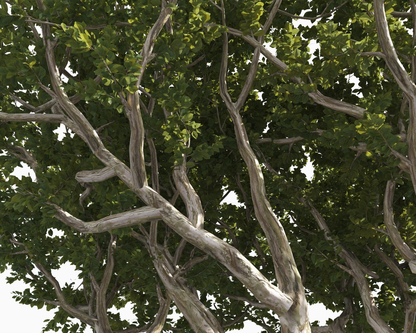 3D trees pack growfx model https://p.turbosquid.com/ts-thumb/zT/Nff50y/6E5QTFjY/trees_pack_9/jpg/1567788387/1920x1080/fit_q87/219e1fbd19a7f3ea9b54e8ab9f7ebd7f5a5c369c/trees_pack_9.jpg