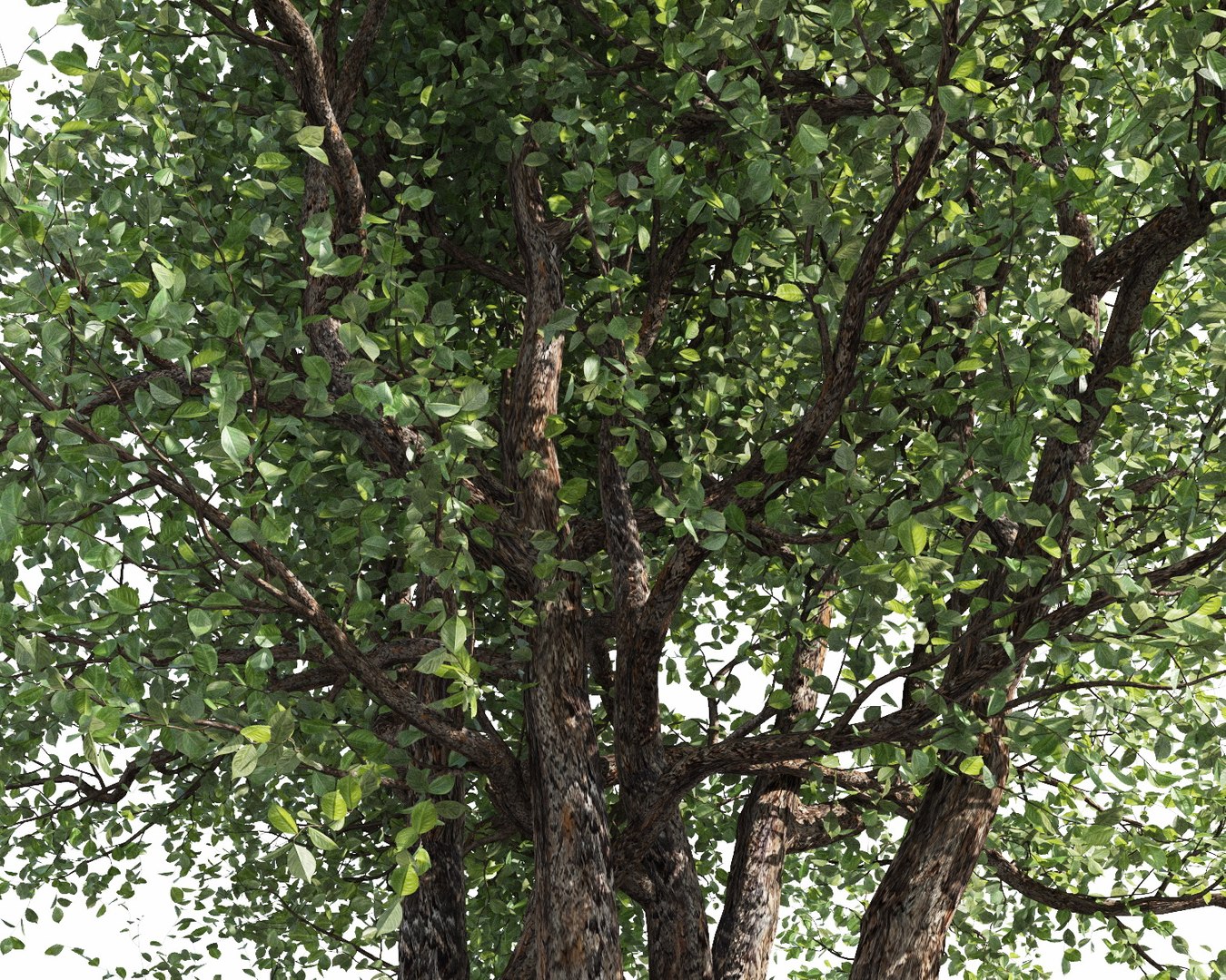 3D trees pack growfx model https://p.turbosquid.com/ts-thumb/zT/Nff50y/8OmPTuO9/trees_pack_19/jpg/1567788418/1920x1080/fit_q87/323f3b652f6701dca54662b7da4e85f0c8f5895c/trees_pack_19.jpg