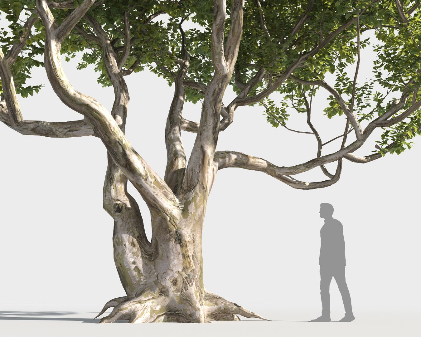 3D trees pack growfx model https://p.turbosquid.com/ts-thumb/zT/Nff50y/9wSmTHSl/trees_pack_7/jpg/1567788380/1920x1080/fit_q87/df0bec342f02c7235edcfe92dbd945d380ccdcdf/trees_pack_7.jpg