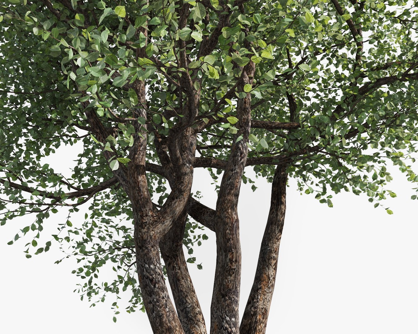 3D trees pack growfx model https://p.turbosquid.com/ts-thumb/zT/Nff50y/Mua6hlI6/trees_pack_18/jpg/1567788418/1920x1080/fit_q87/b467019526331c90df6c08c5e5cd490691f670ab/trees_pack_18.jpg