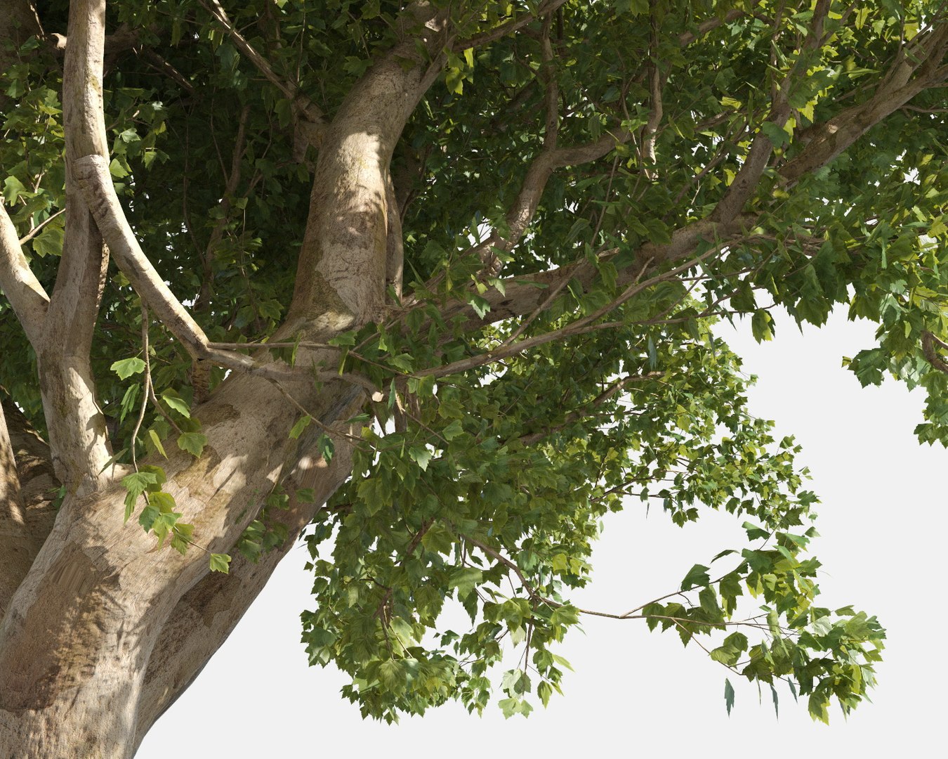 3D trees pack growfx model https://p.turbosquid.com/ts-thumb/zT/Nff50y/RyTZmqh6/trees_pack_11/jpg/1567788387/1920x1080/fit_q87/5ac8c9558956c253618f8925f257d7159190fff5/trees_pack_11.jpg