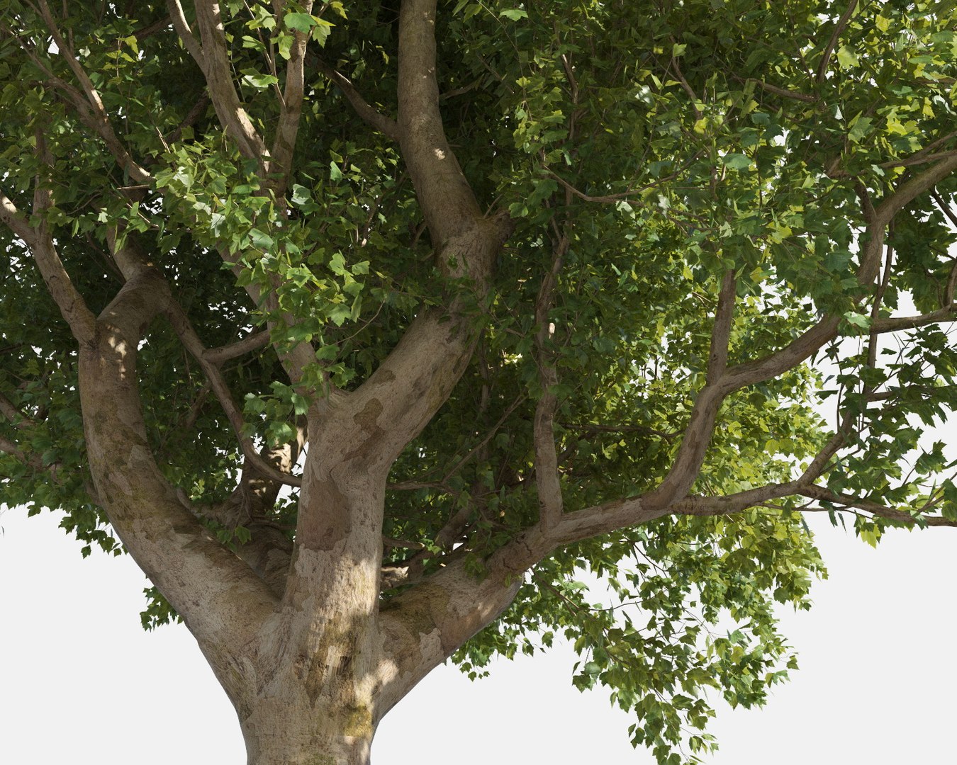 3D trees pack growfx model https://p.turbosquid.com/ts-thumb/zT/Nff50y/mJ5PAyb1/trees_pack_12/jpg/1567788395/1920x1080/fit_q87/6770af55a6edaaf49a9aadc15e3afcf9c9fe1471/trees_pack_12.jpg