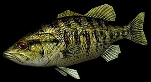 Bass