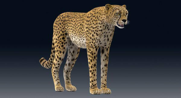 3D model cheetah rigged fur - TurboSquid 1374289