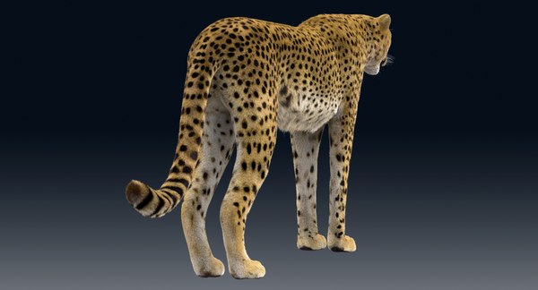 3D model cheetah rigged fur - TurboSquid 1374289