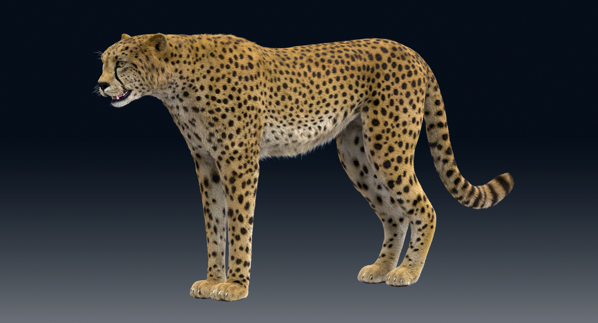 3D Model Cheetah Rigged Fur - TurboSquid 1374289