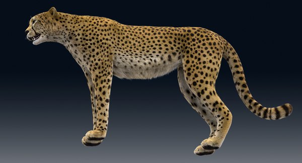 3D model cheetah rigged fur - TurboSquid 1374289