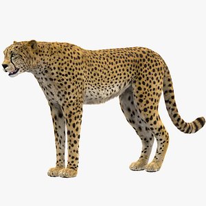 3D model cheetah rigged fur