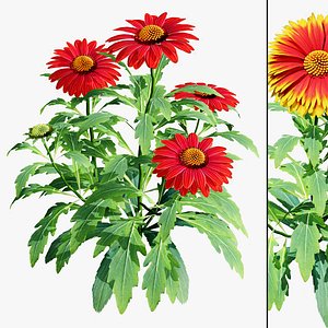 3D Gaillardia x grandiflora Arizona Red Shades 3d model model