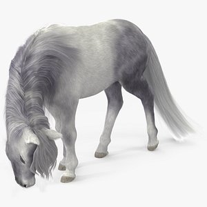 White Pony with Long Mane Grazing Fur