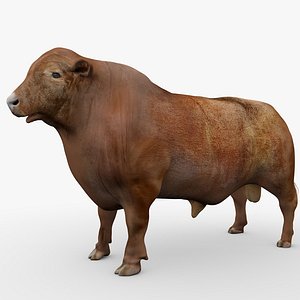 RED ANGUS Rigged L2072 model