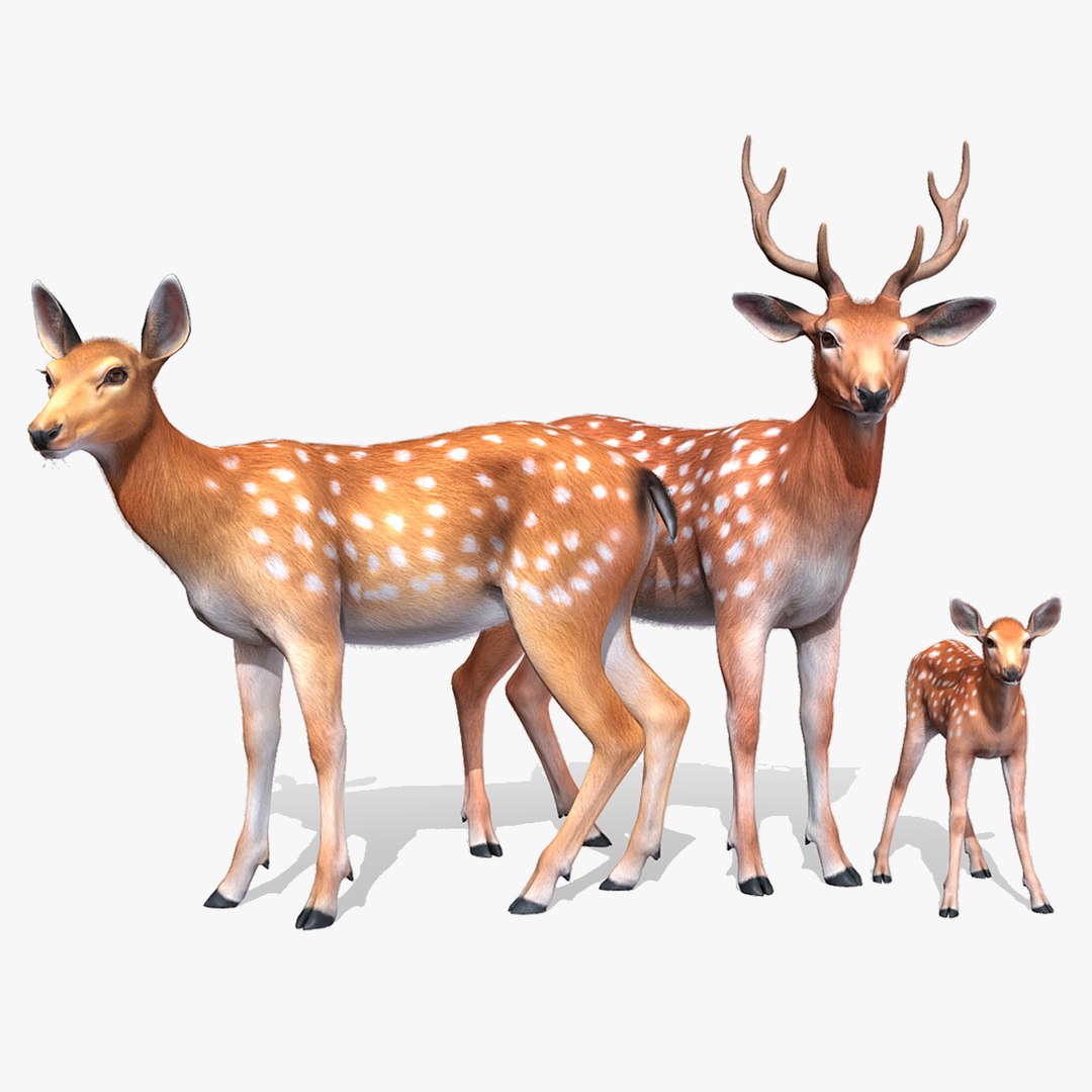 3D Deer Family https://p.turbosquid.com/ts-thumb/zT/qKMuEn/Sb/searchimage_1200x1200/png/1698754496/1920x1080/fit_q87/71045530db88164dec1e96b92278967b88ff8fc6/searchimage_1200x1200.jpg