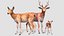 3D Deer Family