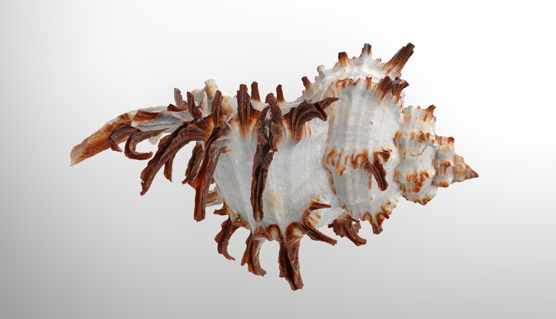 Chicoreus Chicoreum Murex Endivia Sea Shell 3D - TurboSquid 2082222