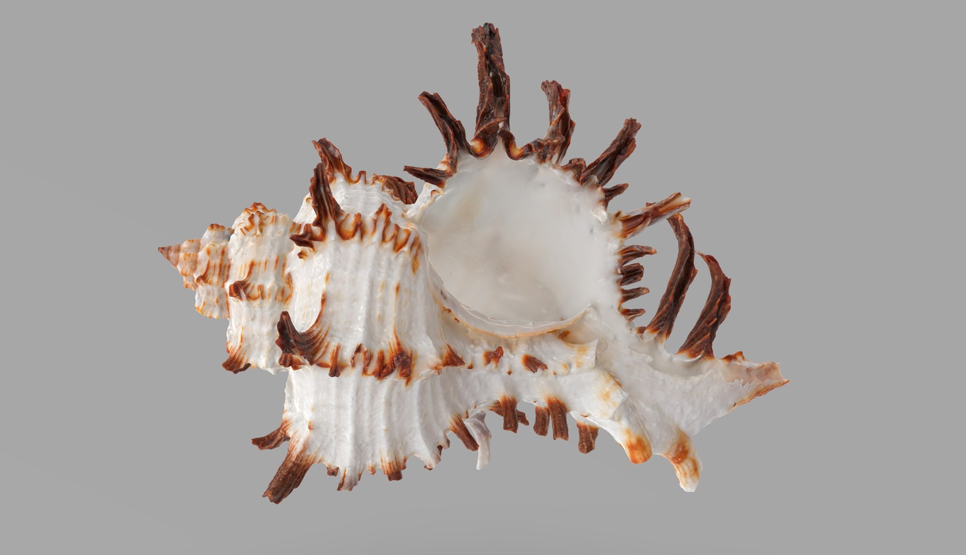 Chicoreus Chicoreum Murex Endivia Sea Shell 3D - TurboSquid 2082222