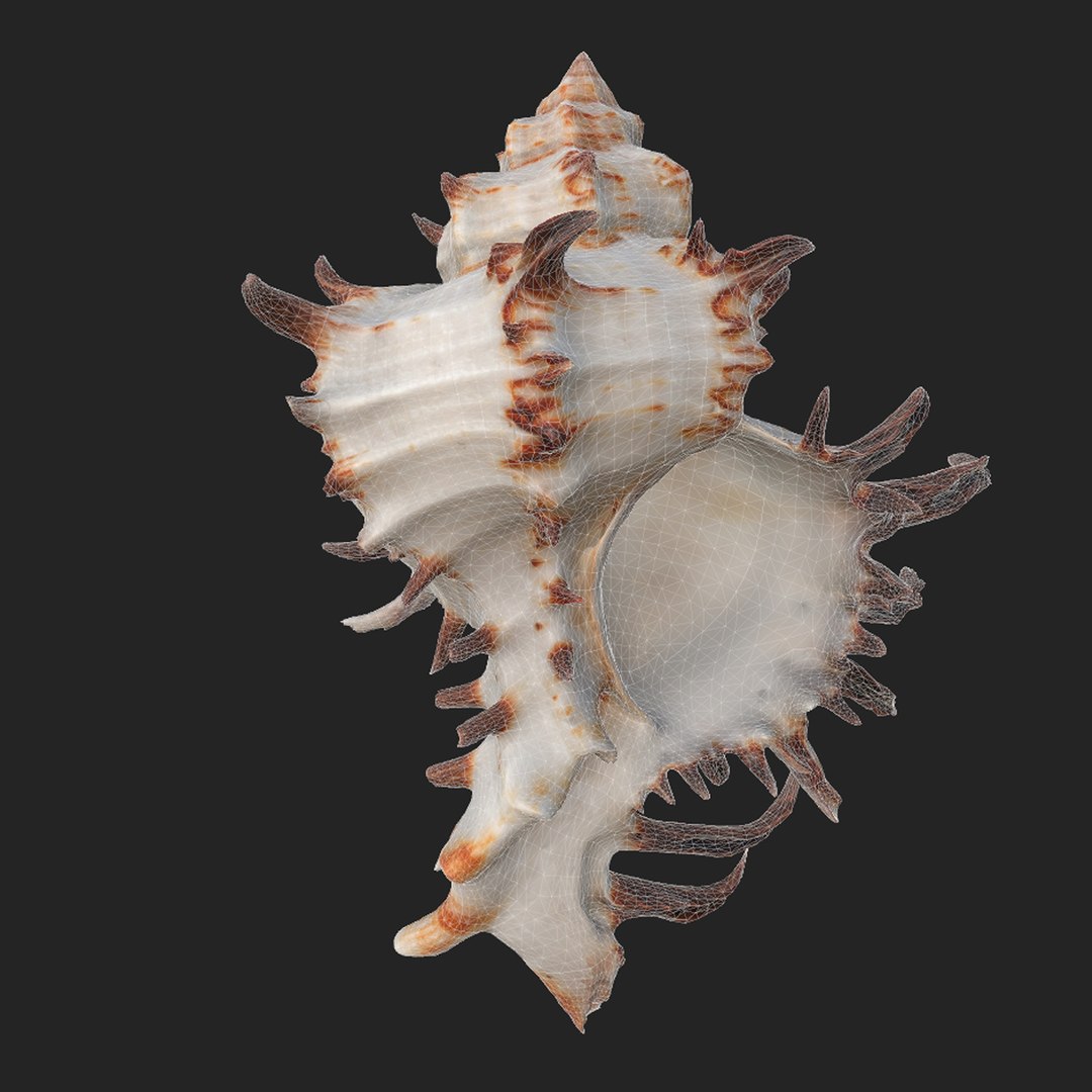 Chicoreus Chicoreum Murex Endivia Sea Shell 3D - TurboSquid 2082222