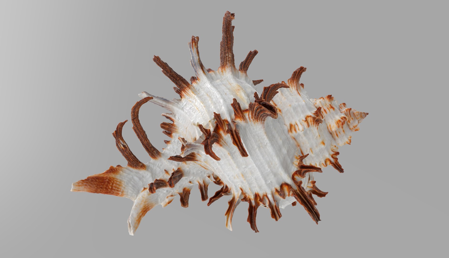 Chicoreus Chicoreum Murex Endivia Sea Shell 3D - TurboSquid 2082222