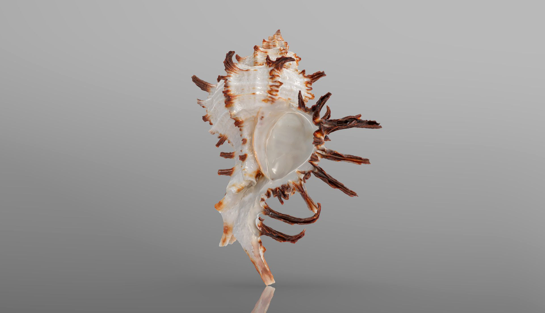 Chicoreus Chicoreum Murex Endivia Sea Shell 3D - TurboSquid 2082222