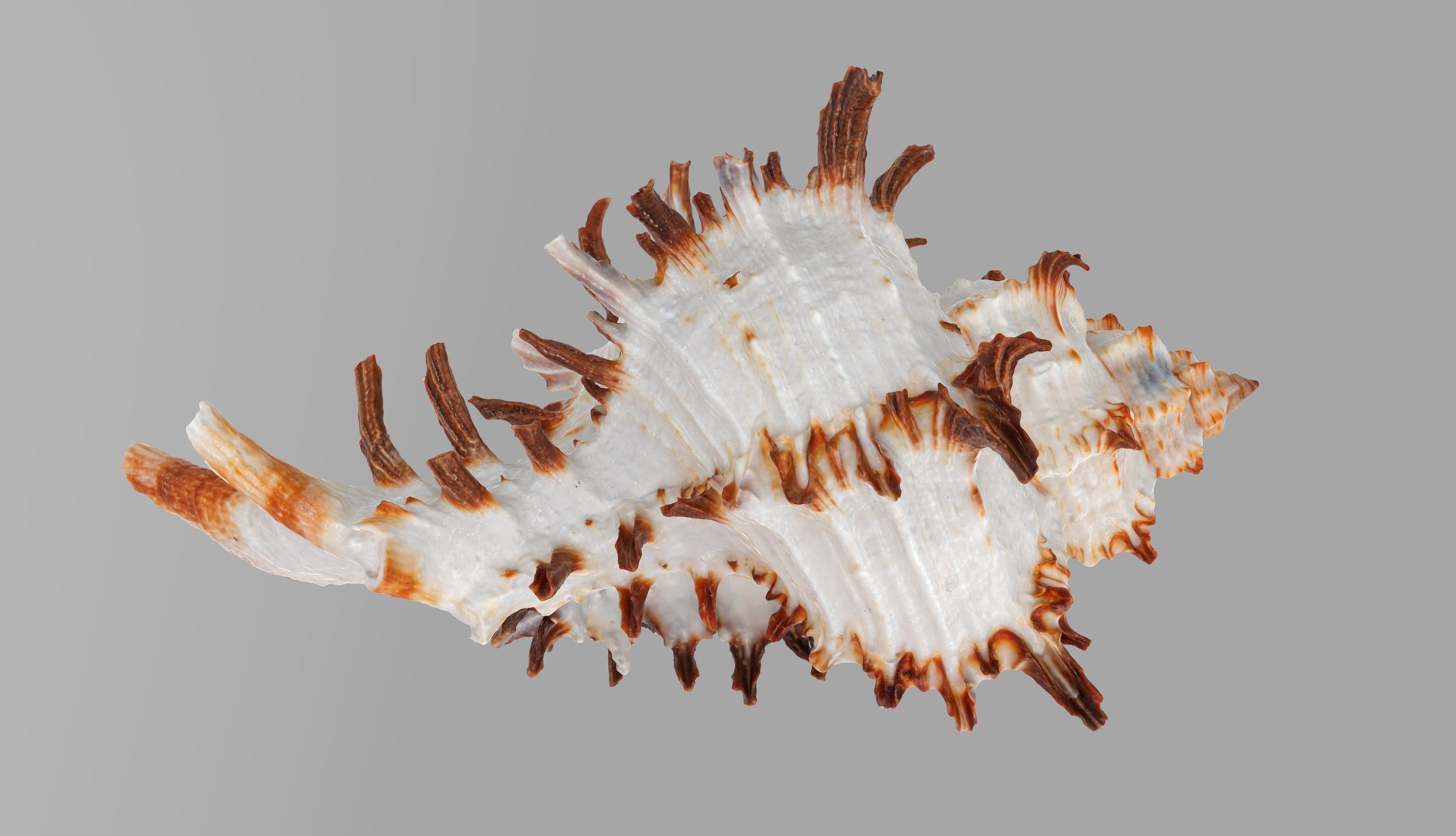 Chicoreus Chicoreum Murex Endivia Sea Shell 3D - TurboSquid 2082222