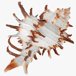 Chicoreus chicoreum Murex Endivia Sea Shell 3D