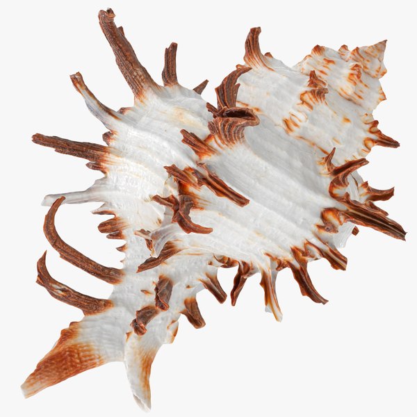 Chicoreus chicoreum Murex Endivia Sea Shell 3D 모델 - TurboSquid 2082222