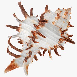 Chicoreus chicoreum Murex Endivia Sea Shell