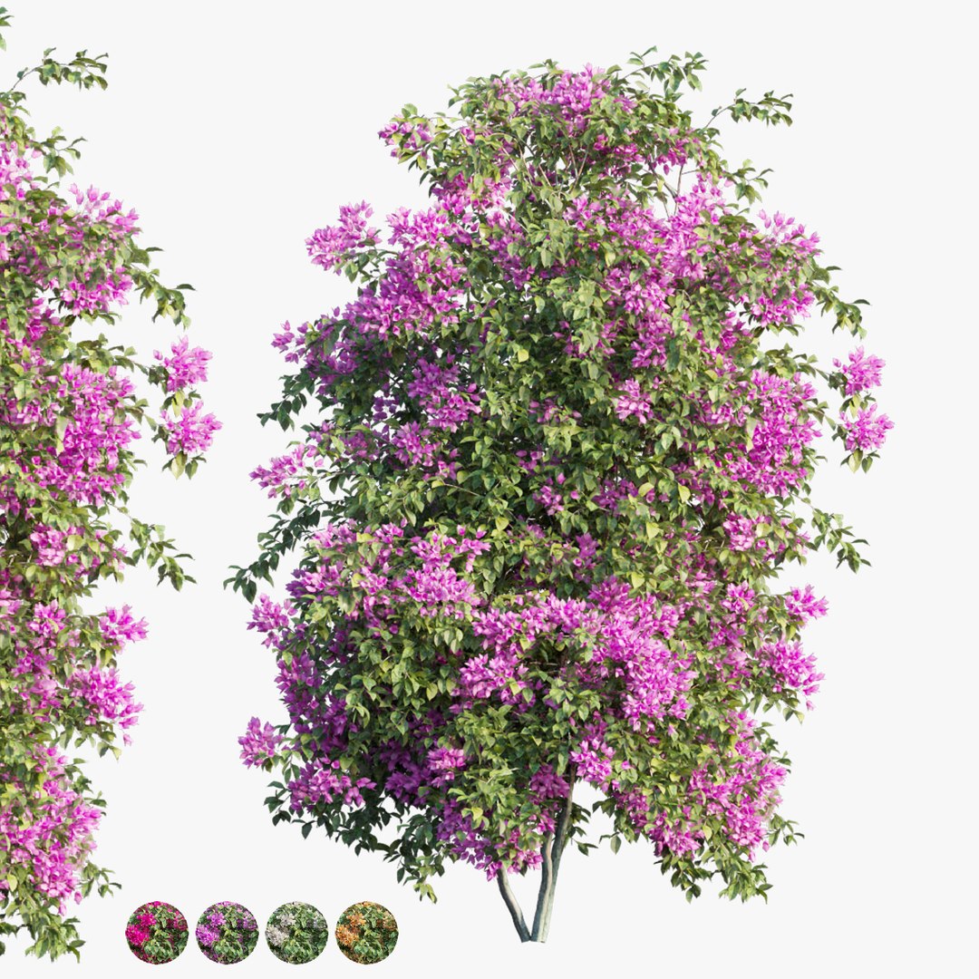 3D Bougainvillea Plant Set 07 - TurboSquid 1835064