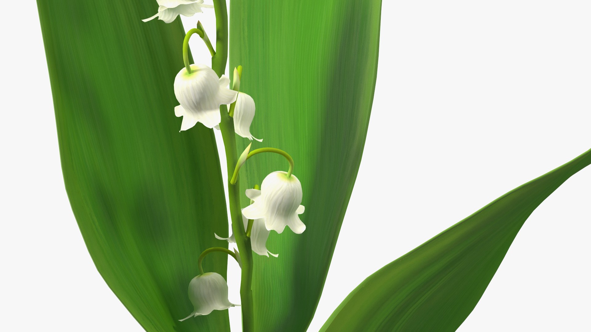 3D Lily of the Valley 3 Branches https://p.turbosquid.com/ts-thumb/zU/Dxay6b/0d/lilyofthevalley3branchesvray3dmodel011/jpg/1654089605/1920x1080/fit_q87/b36c0736e3e053d17b3a2869311025312c071d52/lilyofthevalley3branchesvray3dmodel011.jpg
