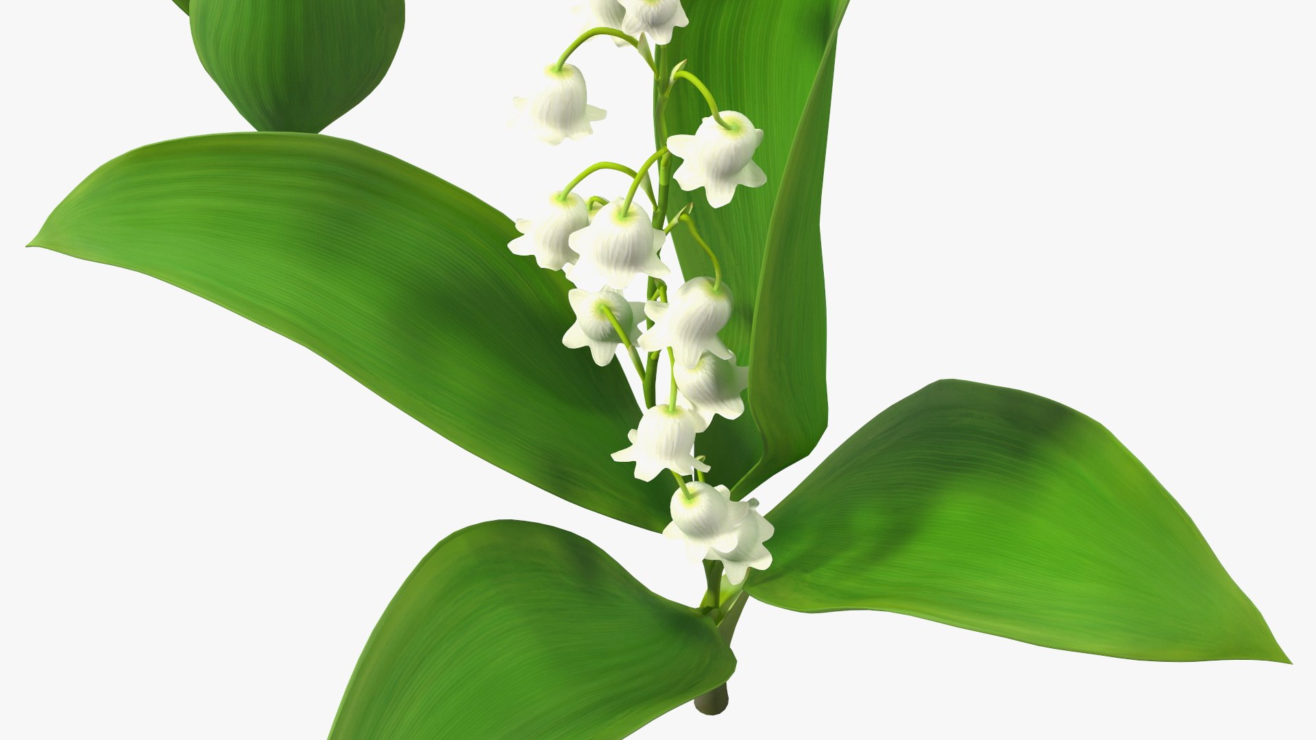 3D Lily of the Valley 3 Branches https://p.turbosquid.com/ts-thumb/zU/Dxay6b/1D/lilyofthevalley3branchesvray3dmodel014/jpg/1654089617/1920x1080/fit_q87/d4fb7e1e15fd23eb9d9636d66008b1e84d4c1f08/lilyofthevalley3branchesvray3dmodel014.jpg