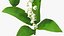 Lily of the Valley 3 Branches