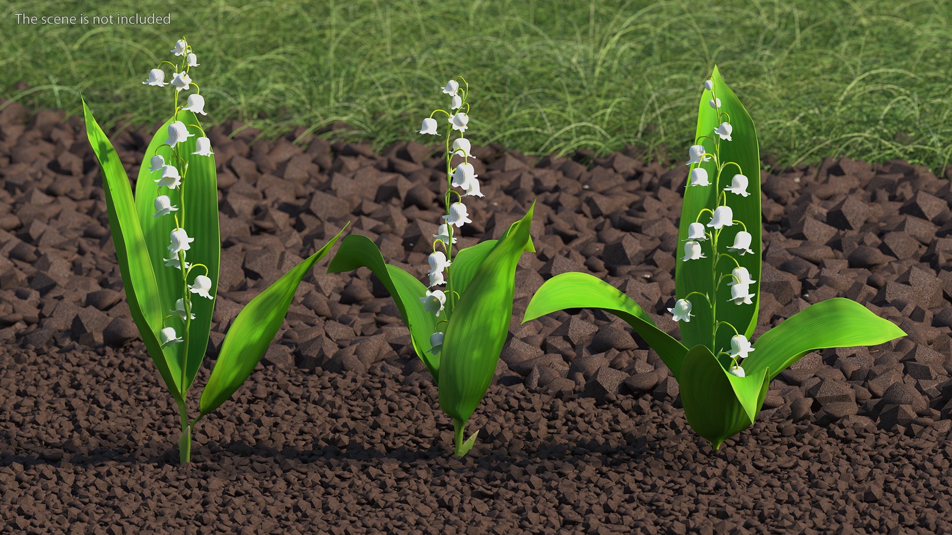 3D Lily of the Valley 3 Branches https://p.turbosquid.com/ts-thumb/zU/Dxay6b/3F/lilyofthevalley3branchesvray3dmodel002/jpg/1654089576/1920x1080/fit_q87/e7f4be9d8063410dafe05a828de8b2136d3229b6/lilyofthevalley3branchesvray3dmodel002.jpg