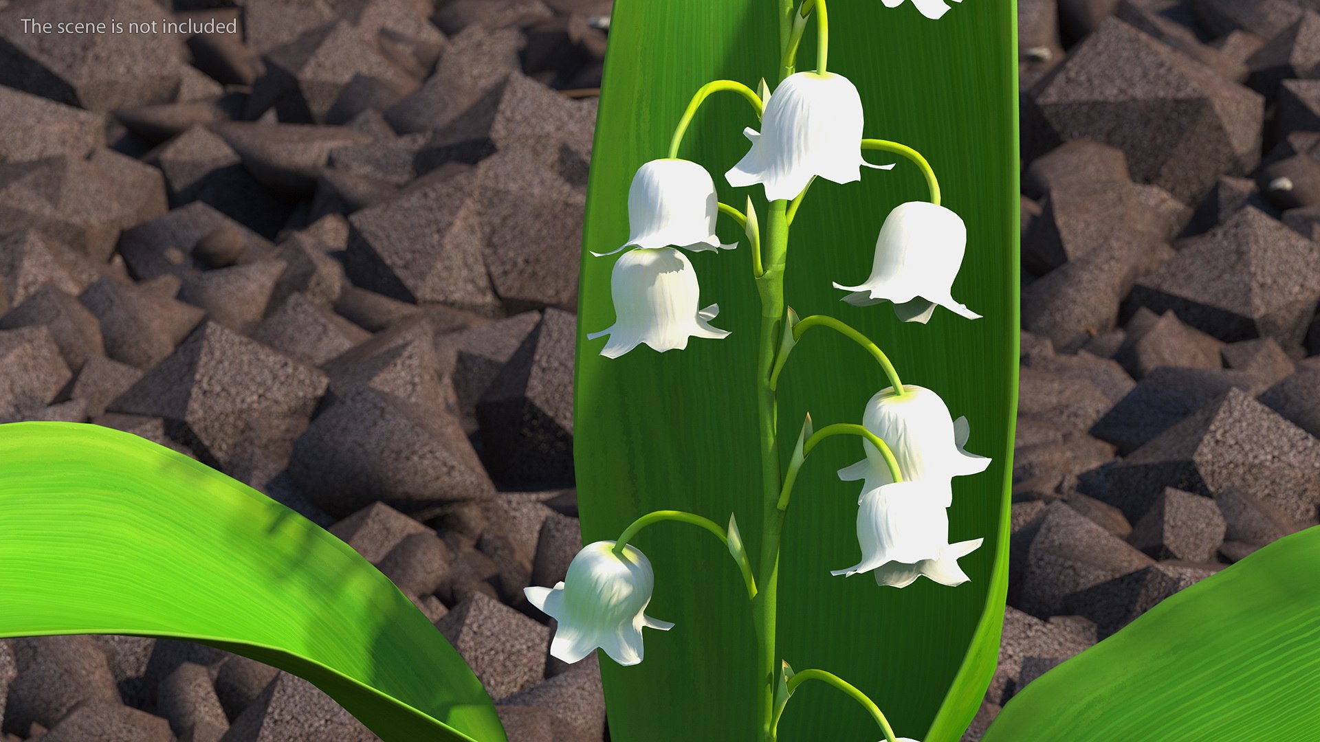3D Lily of the Valley 3 Branches https://p.turbosquid.com/ts-thumb/zU/Dxay6b/8O/lilyofthevalley3branchesvray3dmodel005/jpg/1654089586/1920x1080/fit_q87/127a1e74bffbc247c70a97d665ff562e194f4be9/lilyofthevalley3branchesvray3dmodel005.jpg