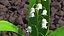 Lily of the Valley 3 Branches