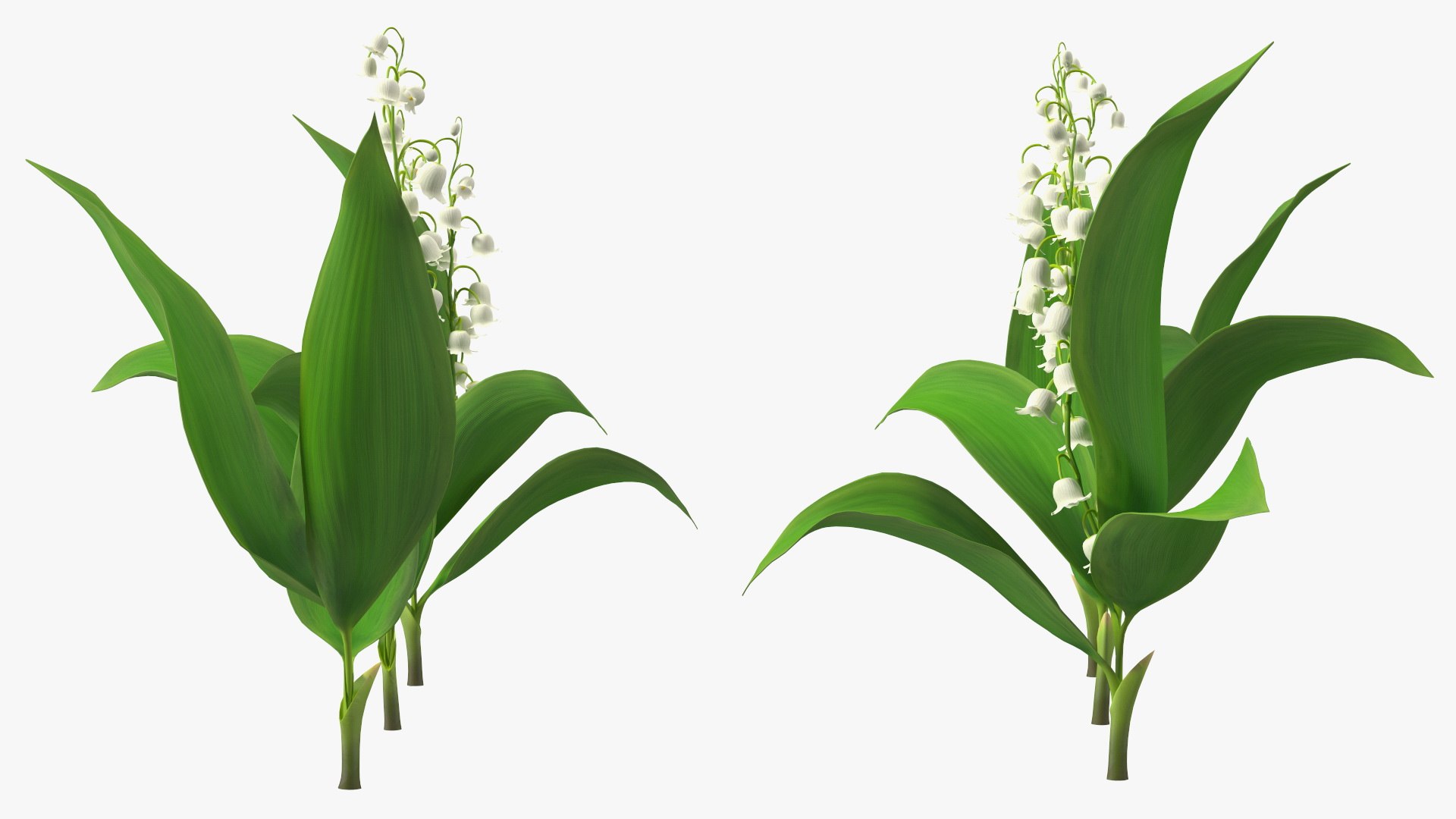 3D Lily of the Valley 3 Branches https://p.turbosquid.com/ts-thumb/zU/Dxay6b/HM/lilyofthevalley3branchesvray3dmodel007/jpg/1654089592/1920x1080/fit_q87/34a8429c8b4584cb62e4f152e98fdb5418038438/lilyofthevalley3branchesvray3dmodel007.jpg