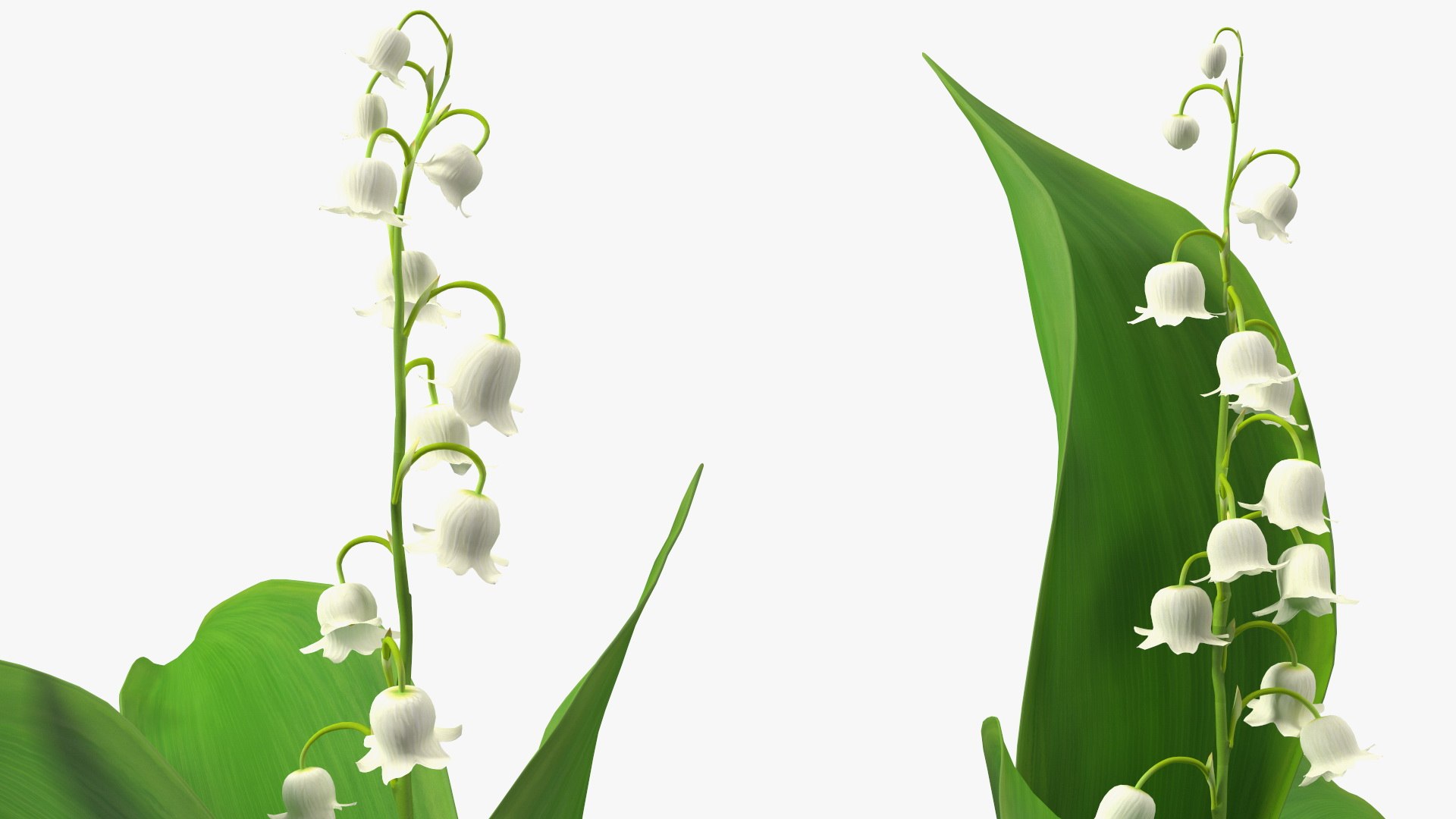 3D Lily of the Valley 3 Branches https://p.turbosquid.com/ts-thumb/zU/Dxay6b/JM/lilyofthevalley3branchesvray3dmodel013/jpg/1654089613/1920x1080/fit_q87/f4d71c14ad8ccb3ba136a39ba26f7bfdd689e82b/lilyofthevalley3branchesvray3dmodel013.jpg