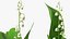 Lily of the Valley 3 Branches