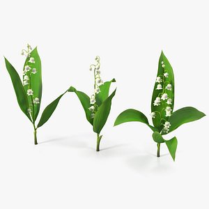 Lily of the Valley 3 Branches
