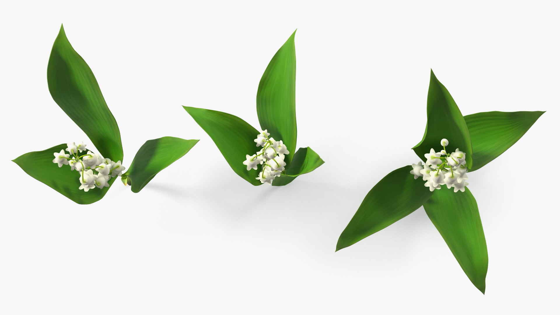 3D Lily of the Valley 3 Branches https://p.turbosquid.com/ts-thumb/zU/Dxay6b/Xy/lilyofthevalley3branchesvray3dmodel009/jpg/1654089598/1920x1080/fit_q87/9ba2d898e2e3625f7e487c04e2276b956e403d69/lilyofthevalley3branchesvray3dmodel009.jpg