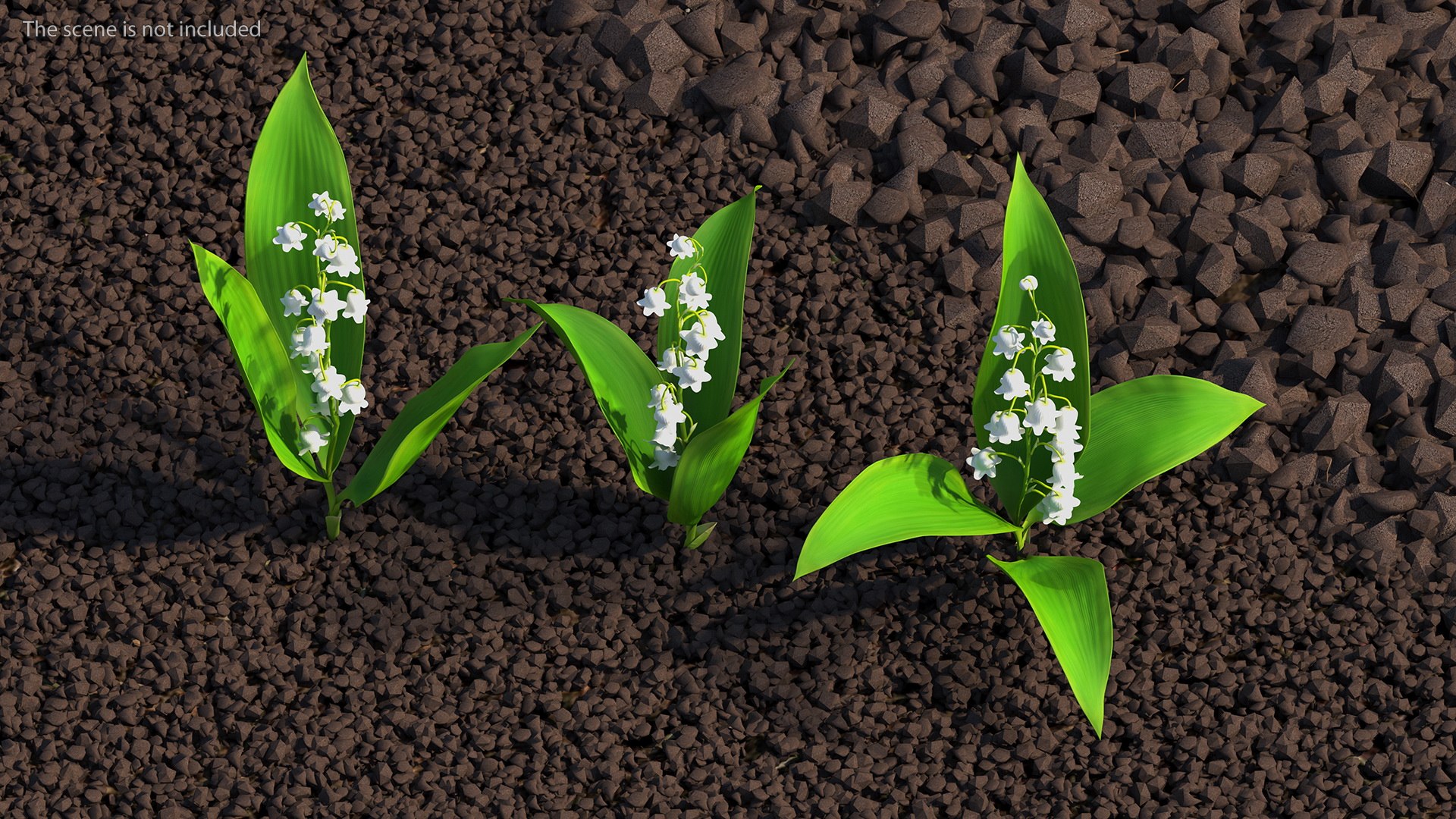 3D Lily of the Valley 3 Branches https://p.turbosquid.com/ts-thumb/zU/Dxay6b/aJ/lilyofthevalley3branchesvray3dmodel003/jpg/1654089580/1920x1080/fit_q87/abef0eb62c760d01e13c48c7685eaf40b47a8aea/lilyofthevalley3branchesvray3dmodel003.jpg