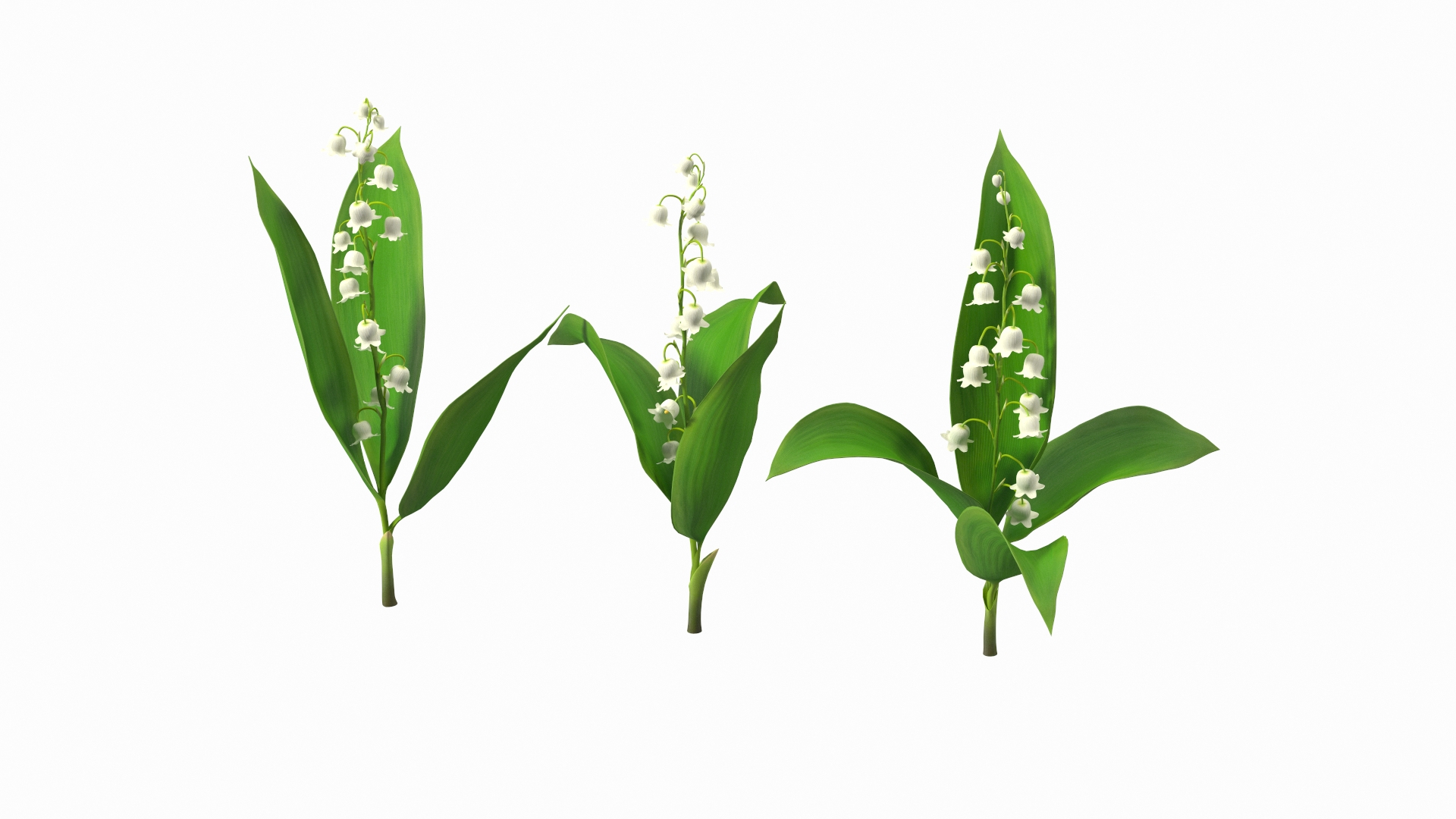 3D Lily of the Valley 3 Branches https://p.turbosquid.com/ts-thumb/zU/Dxay6b/gN/lily_of_the_valley_3_branches_360/jpg/1654089885/1920x1080/turn_fit_q99/5899ec3f412b81adcec4dc9d51f2f734ee1a99d1/lily_of_the_valley_3_branches_360-1.jpg