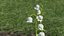 Lily of the Valley 3 Branches